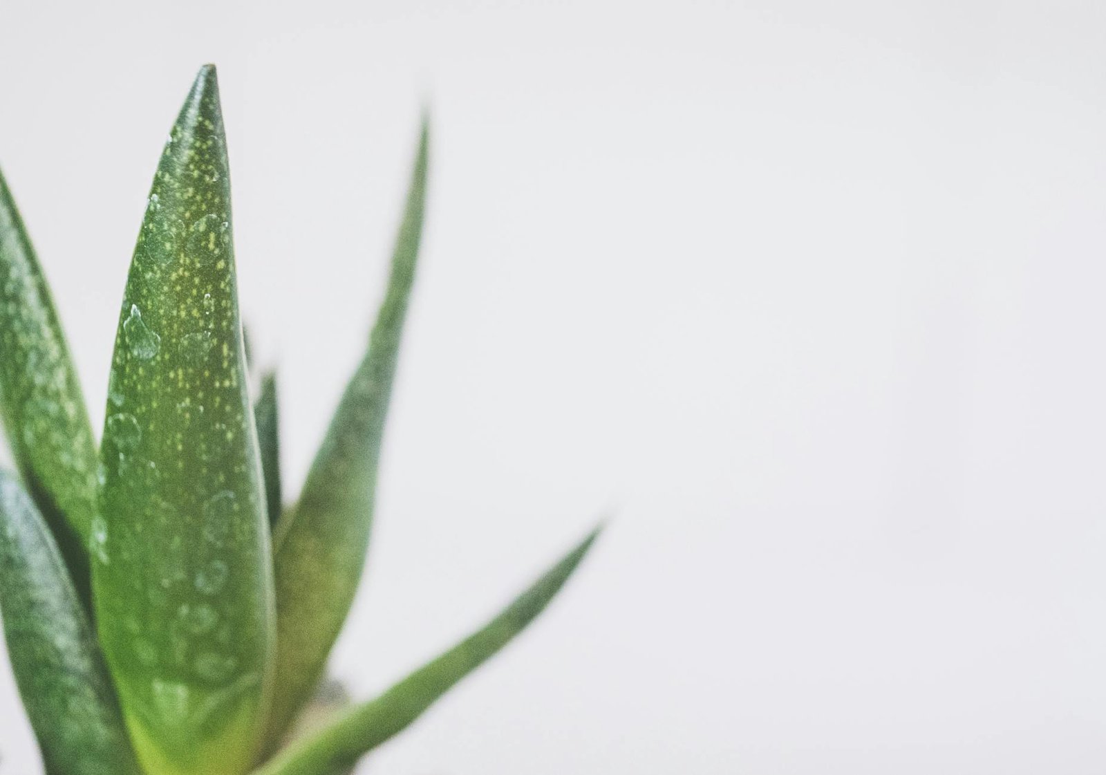 Aloe Vera, un ingrediente rivoluzionario nella cosmetica moderna